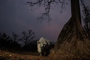 Mallow Prints: Indian rhinoceros (Rhinoceros unicornis) standing next to Silk cotton tree (Bombax ceiba) at night