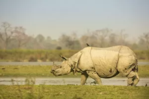 Yashpal Rathore Gallery: Indian rhinoceros (Rhinoceros unicornis) in wetland, Kaziranga National Park, India
