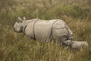 Images Dated 4th March 2016: Indian rhinoceros(Rhinoceros unicornis), mother and young calf in tall grass