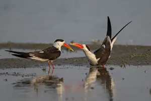 Scissorbill Prints: Indian skimmers (Rynchops albicollis) pair