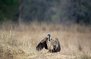 Gyps Prints: Indian vulture (Gyps indicus) standing on dry ground
