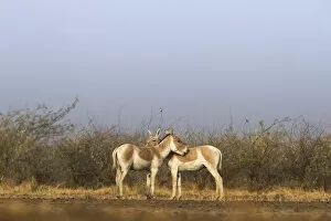 Images Dated 24th January 2015: Indian wild ass (Equus hemionus khur), pair grooming each other, Little Rann of Kutch