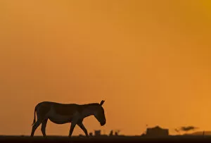 Images Dated 26th January 2015: Indian wild ass (Equus hemionus khur), walking at sunset, Little Rann of Kutch, Gujarat