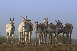 Images Dated 24th January 2015: Indian wild ass (Equus hemionus khur), group standing together, Little Rann of Kutch