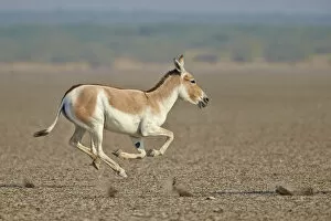 Indian wild ass (Equus hemionus khur) running, Wild Ass Sanctuary, Little Rann of Kutch