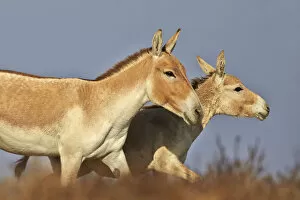 Images Dated 22nd January 2015: Indian wild asses (Equus hemionus khur), Wild Ass Sanctuary, Little Rann of Kutch