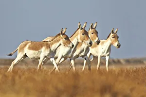 Images Dated 22nd January 2015: Indian wild asses (Equus hemionus khur), Wild Ass Sanctuary, Little Rann of Kutch