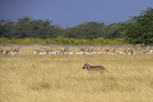 Indian wolfA (Canis lupus pallipes) walking past prey, herd of BlackbuckA (Antilope cervicapra)