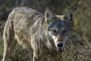 Indian wolfA (Canis lupus pallipes), portrait, Gujarat, India