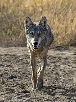 Indian wolfA (Canis lupus pallipes) walking, Gujarat, India