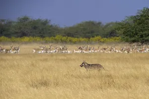Axel Gomille Collection: Indian wolfA(Canis lupus pallipes) walking past prey, herd of BlackbuckA(Antilope cervicapra)
