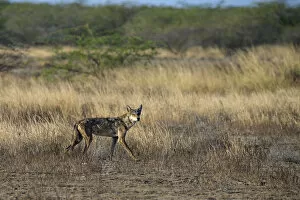 Axel Gomille Gallery: Indian wolfA(Canis lupus pallipes) in habitat, Gujarat, India