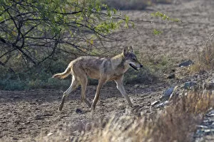 Images Dated 6th February 2017: Indian wolfA(Canis lupus pallipes), walking, Gujarat, India