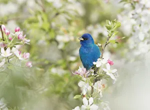 Indigo Bunting (Passerina cyanea) male in breeding plumage perched in Crabapple (Malus sp