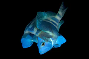 Indigo hamlets (Hypoplectrus indigo) pair spawning at dusk, George Town, Grand Cayman