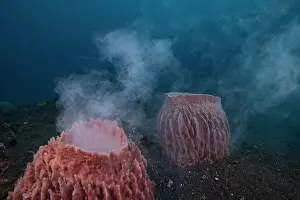 Demospongiae Prints: Indo-Pacific barrel sponge (Xestospongia testudinaria) spawning on a 30-meter deep reef