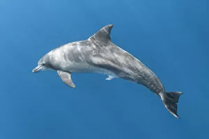 Reproduction Collection: Indo-Pacific bottlenose dolphin (Tursiops aduncus) with penis extended