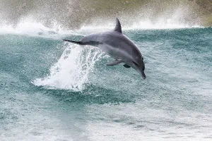 Tony Wu Prints: Indo-Pacific bottlenose dolphin (Tursiops aduncus) leaping out of waves, South Africa