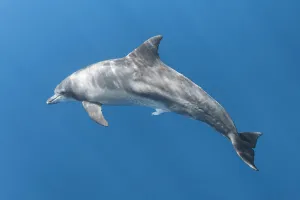 Reproduction Prints: Indo-Pacific bottlenose dolphin (Tursiops aduncus) with penis extended