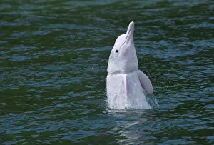 Indo-Pacific humpback dolphin (Sousa chinensis) with fishing net damage around throat