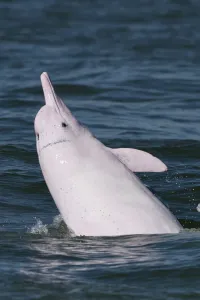 Indo-Pacific humpback dolphin ( Sousa chinensis) surfacing, Tai O, Lantau Island