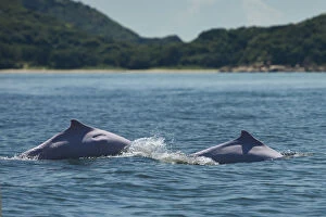 Indo-Pacific humpback dolphins (Sousa chinensis) surfacing, Tai O, Lantau Island
