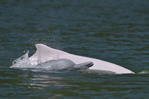Indo-Pacific humpback dolphins (Sousa chinensis) at surface, Tai O, Lantau Island
