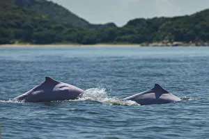Indo-Pacific humpback dolphins (Sousa chinensis) surfacing, Tai O, Lantau Island