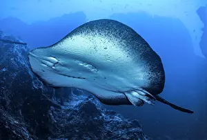 Rays Prints: Indo-Pacific marbled ray (Taeniurops meyeni) male