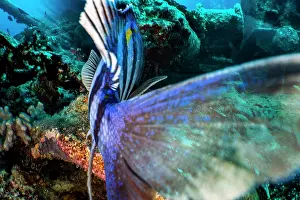 Tail Fin Prints: Indo-pacific sergeant (Abudefduf vaigiensis) male