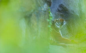 Images Dated 28th June 2014: Indochinese tiger (Panthera tigris corbetti) looking up, behind screen of leaves