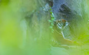 Enjoyment Prints: Indochinese tiger (Panthera tigris corbetti) looking up, behind screen of leaves