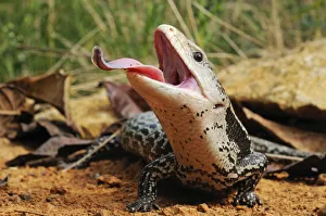 Sticking Out Tongue Prints: Indonesian blue-tongued skink (Tiliqua gigas) with tongue extended