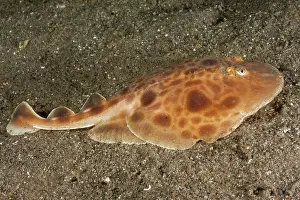 Elevated View Prints: Indonesian numbfish (Narcine baliensis) resting on seabed