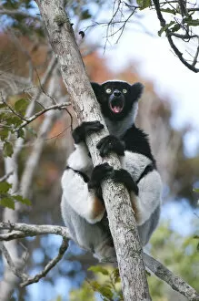 Andasibe Mantadia National Park Gallery: Indri (Indri indri) calling, Andasibe-Mantadia NP, Madagascar