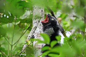 Lemur Indri Prints: Indri (Indri indri) calling in rainforest canopy