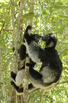 Indri (Indri indri), two climbing trees in rainforest. Palmarium Reserve, Madagascar