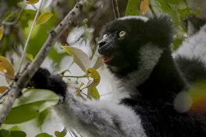 Indri (Indri indri) feeding, Andasibe-Mantadia National Park, Moramanga, Madagascar