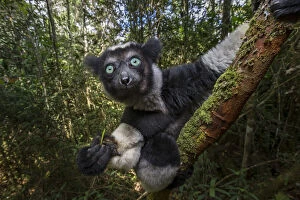 Indri (Indri indri) feeding on fresh leaves / shoots in the rainforest canopy