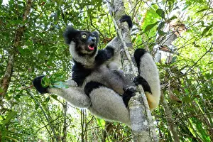 Lemur Indri Prints: Indri (Indri indri) gripping on to tree trunk in rainforest canopy