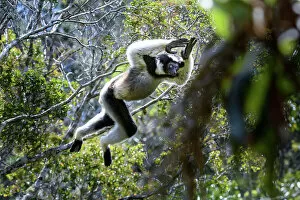 February 2023 Highlights Gallery: Indri (Indri indri) male, leaping through the rain forest canopy, Andasibe-Mantadia National Park