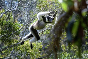 Agile Prints: Indri (Indri indri) male, leaping through the rain forest canopy