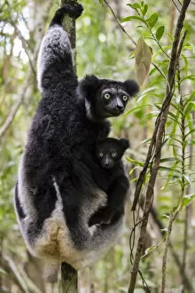 2020 March Highlights Collection: Indri (Indri indri) with young, Palmarium Resrve Ankanin ny Nofy, Littoral rainforest