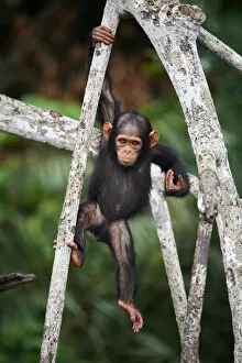 February 2022 Highlights Collection: Infant Chimpanzee (Pan troglodytes troglodytes) climbing in tree