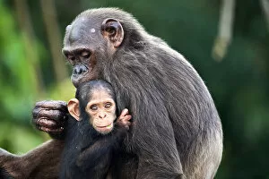 Infant Chimpanzee (Pan troglodytes troglodytes), aged 7 months, clinging onto its mother, Conkouati-Douli National Park