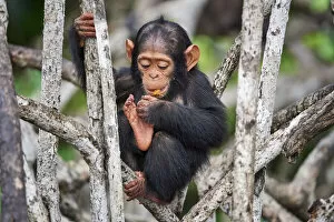 Images Dated 11th November 2021: Infant Chimpanzee (Pan troglodytes troglodytes) sitting in mangrove tree eating fruit
