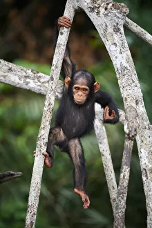 Agile Prints: Infant Chimpanzee (Pan troglodytes troglodytes) climbing in tree