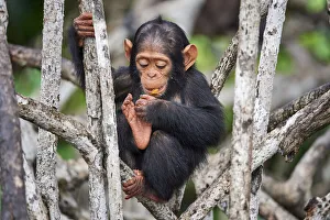 Infant Chimpanzee (Pan troglodytes troglodytes) sitting in mangrove tree eating fruit, Conkouati-Douli National Park, Republic of Congo, Africa