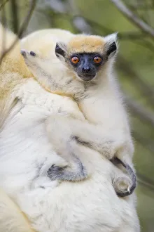 Surprise Prints: Infant Golden-crowned Sifaka (Propithecus tattersalli) on its mothers back. Forests