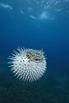 Tropical Gallery: Inflated spotted porcupinefish (Diodon hystrix), Maui, Hawaii